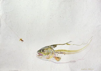 Forelle jagt die Fliege eines Fischers